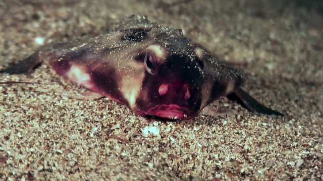 Fish pipistrelle Ogcocephalus Darwini bat underwater on seabed of ocean. Amazing life of tropical nature world in blue water. Scuba diving.