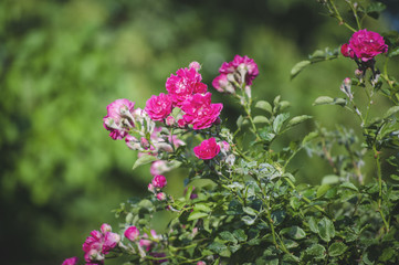 wild pink climbing rose