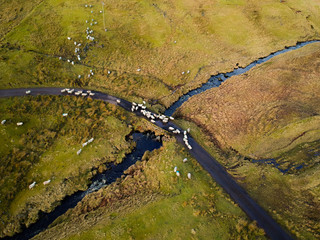 Grass Greener on the Other Side