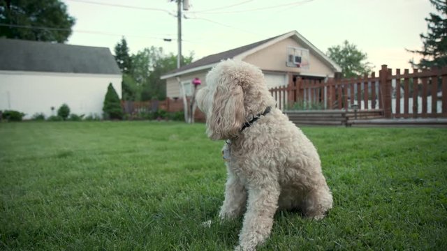 Dog  in backyard yawning