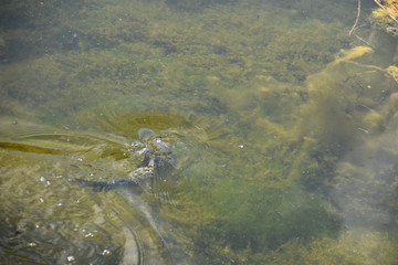 Forelle schwimmt im Wasser