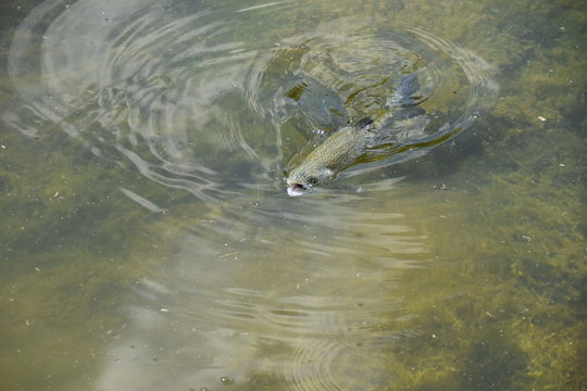 Forelle im Wasser