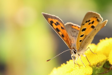 Beautiful little butterfly