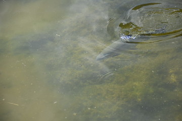 Forelle im Wasser