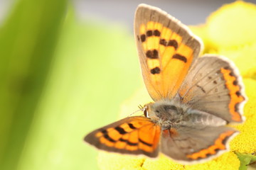 Obraz premium Beautiful little butterfly