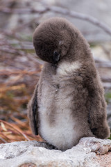 Pinguine in Südafrika © stockescapes