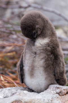 Pinguine in S&uuml;dafrika