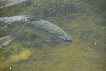 Forelle im Wasser