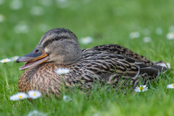 Female Mallard Duck (Anas platyrhynchos)