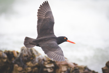 Close up image of a black oyster catcher feeding on the rocks in the tidal region in the western cape of south africa