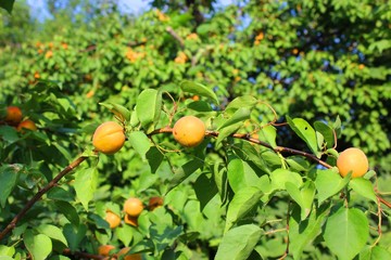 Southern country. Agriculture. Harvest of ripe apricots.