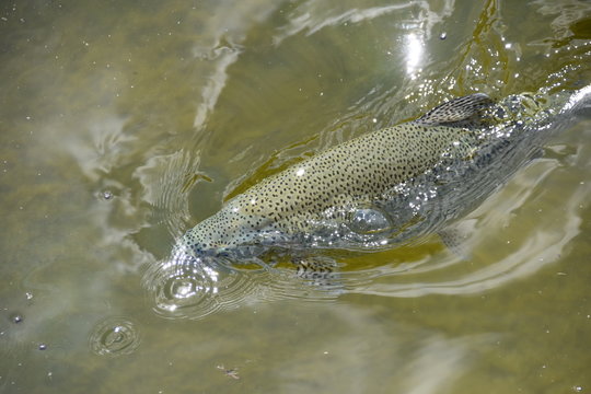 Forelle im Wasser