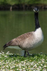 Canada goose (Branta canadensis)