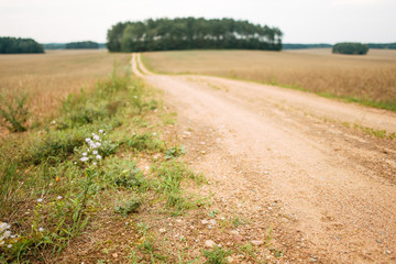 Fototapeta na wymiar Rural road running through a field in the forest