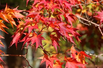 Autumn in Japan