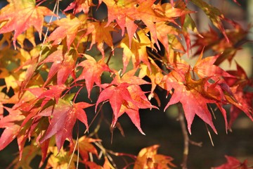 Japanese maple autumn