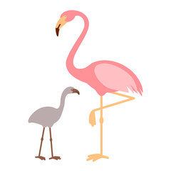 Pink Flamingo with baby flamingo, isolated vector illustration