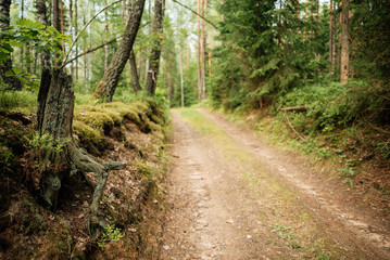 Walkway Lane Path With Green Trees in Forest. Beautiful Alley In Park. Pathway Way Through Dark Forest