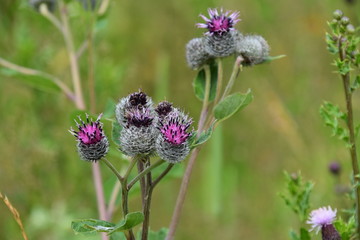 Distel mit Biene