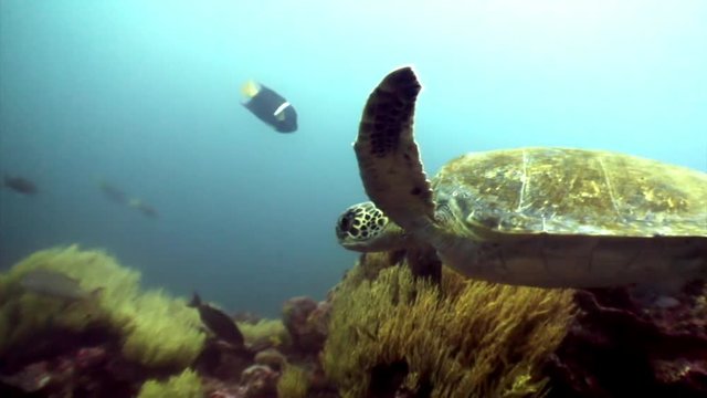 Sea turtle with yellow tortoiseshell underwater lagoon of ocean on Galapagos. Amazing life of tropical nature world in blue water. Scuba diving.