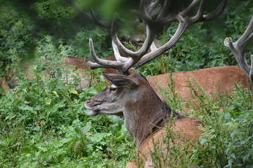 Fototapeta premium Hirsch