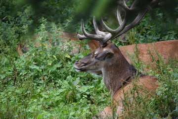 Hirsch im Wald