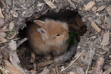 Hase sitzt in Grube