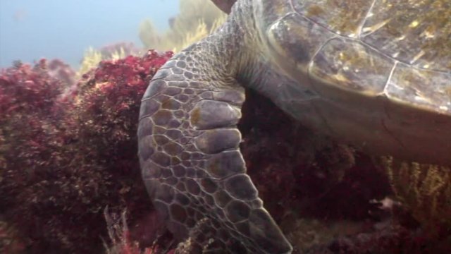 Sea turtle underwater lagoon of ocean on Galapagos. Amazing life of tropical nature world in blue water. Scuba diving.