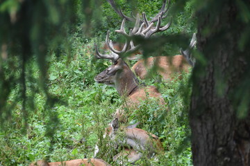 Naklejka premium Hirsch und Reh
