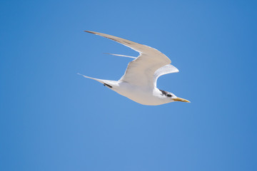 Fototapeta na wymiar Close up image of a flock of Caspian Terns flying of the perch in an estuary in South Africa
