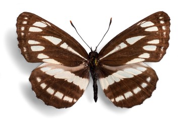 Brown and White Butterfly