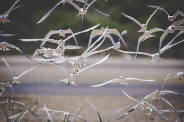 Close up image of a flock of Caspian Terns flying of the perch in an estuary in South Africa