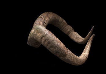 Pair of brown goat horns