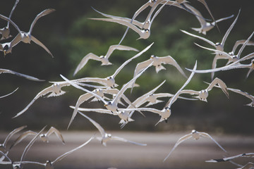 Close up image of a flock of Caspian Terns flying of the perch in an estuary in South Africa