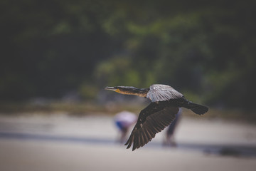 Close up image of a Cormorant taking to flight in an estuary in South Africa
