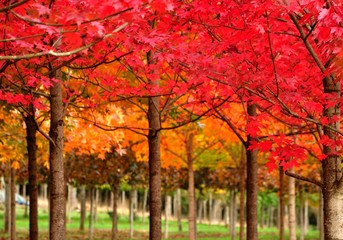 Fototapeta na wymiar Eola Hills orchard in full fall color