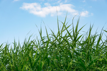 Fresh grass grows, summer landscape, grass illuminated by the rays of the sun, a natural background