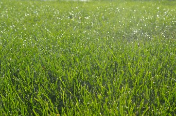 Automatic Sprinkler Watering on green grass