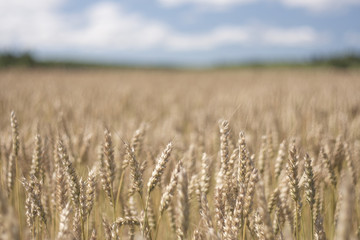 wheat field in the country wind