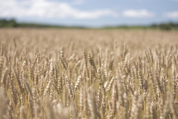 wheat field in the country wind