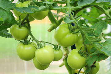 Tomatoes growing in the greenhouse. Close-up. Background.