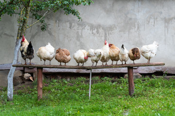 Rooster with chickens are standing on the old bench in the yard. Life in the village. © dero2084