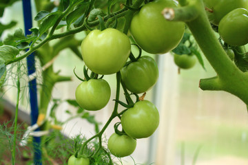 Tomatoes growing in the greenhouse. Close-up. Background.