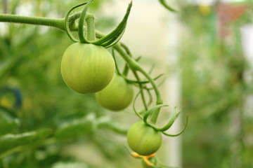Tomatoes growing in the greenhouse. Close-up. Background.