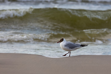 Mewa nad brzegiem morza