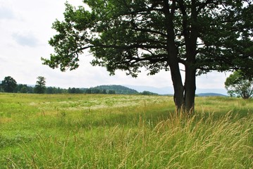 Drzewo i łąki © bnorbert3