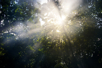 Sun Rays in the Green Forest 