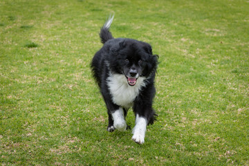 A happy black and white dog runs forward on grass.