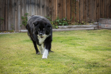 Happy black and white dog carrying a ball in the back yard.