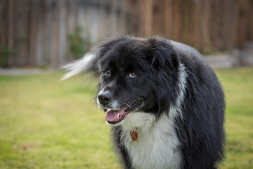 Portrait of a happy black and white dog in her back yard.